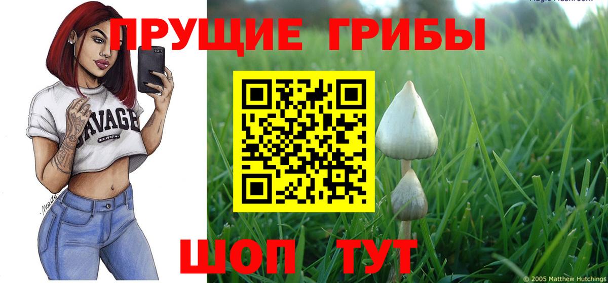 Галлюциногенные грибы GOLDEN TEACHER  дарнет шоп  Псилоцибиновые грибы GOLDEN TEACHER  Буйнакск  Вход с VPN 